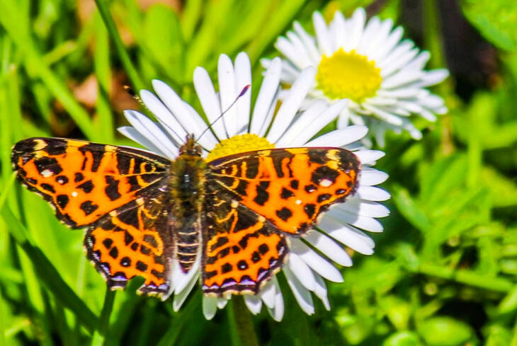 Zalaap�ti G�bor �ron term�szetismereti tanulm�nyi verseny 2026 